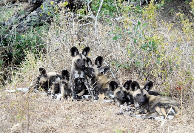 African wild dog puppies in Kenya | © suresh_krishna / Flickr