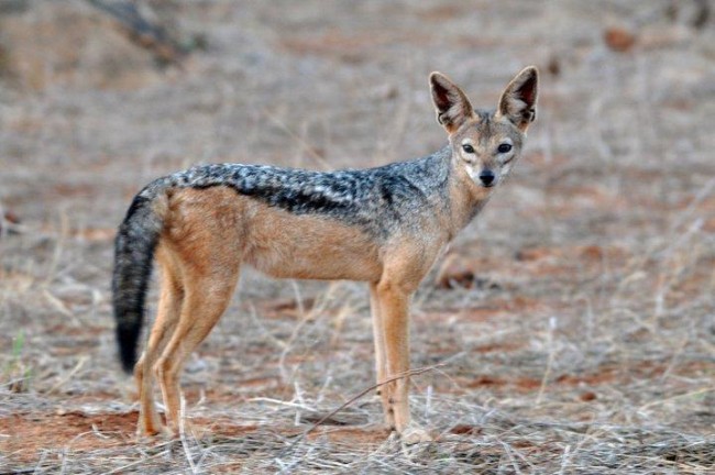 A black-backed jackal in the Kenyan plains | © ontariodiver / Flickr