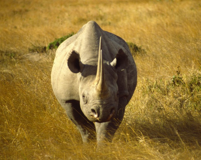 A black rhino in the Kenyan plains | © redmozzie / Flickr