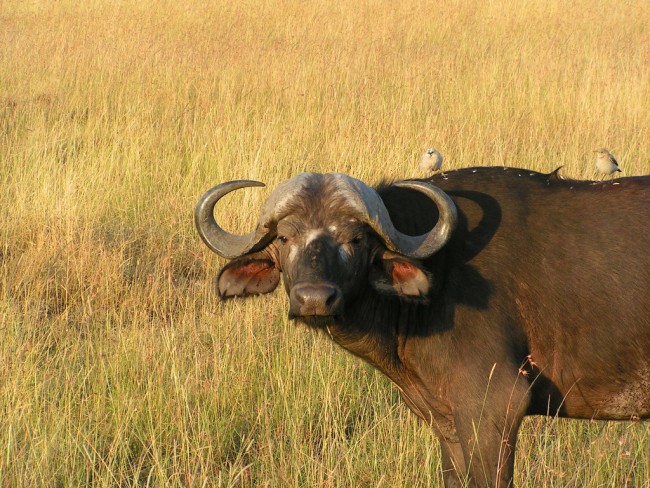 A cape buffalo in Kenya | © markophoto / Flickr