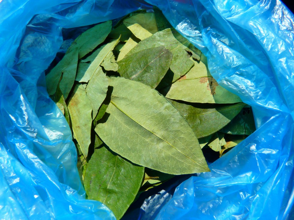 6 Health Benefits of the Coca Leaf