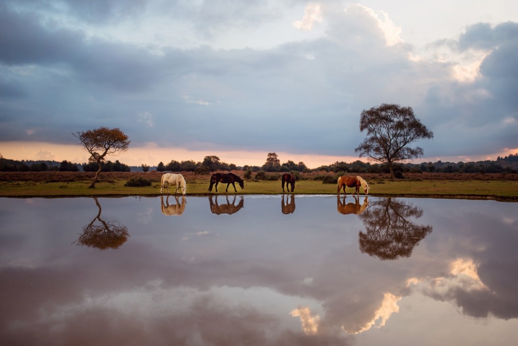 Daren Baker, ponies at a New Forest watering hole, England