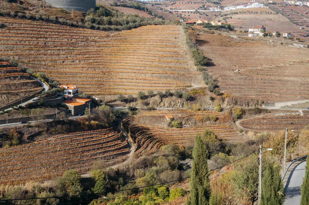DSCF2835 - WATSON - DOURO, PORTUGAL - QUINTA DO VALLADO