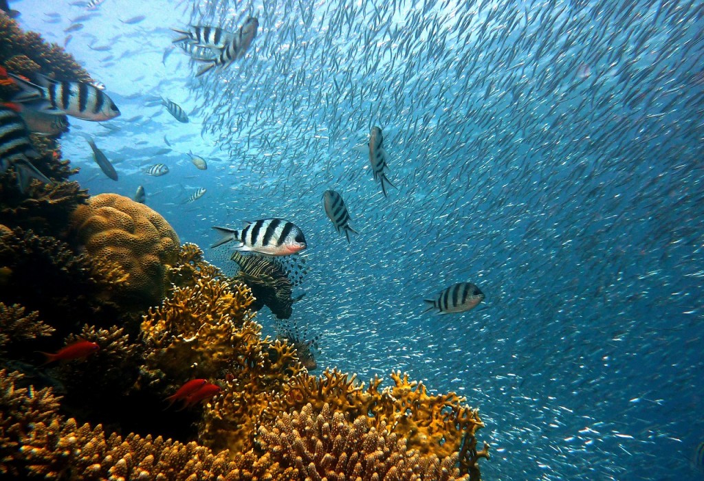 Exploring underwater | Pixabay