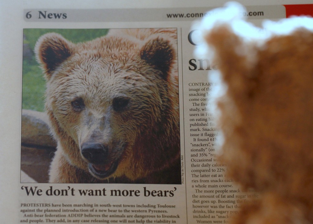 Headline in The Telegraph about bear protests in the Pyreness and an interested reader │© jenny downing