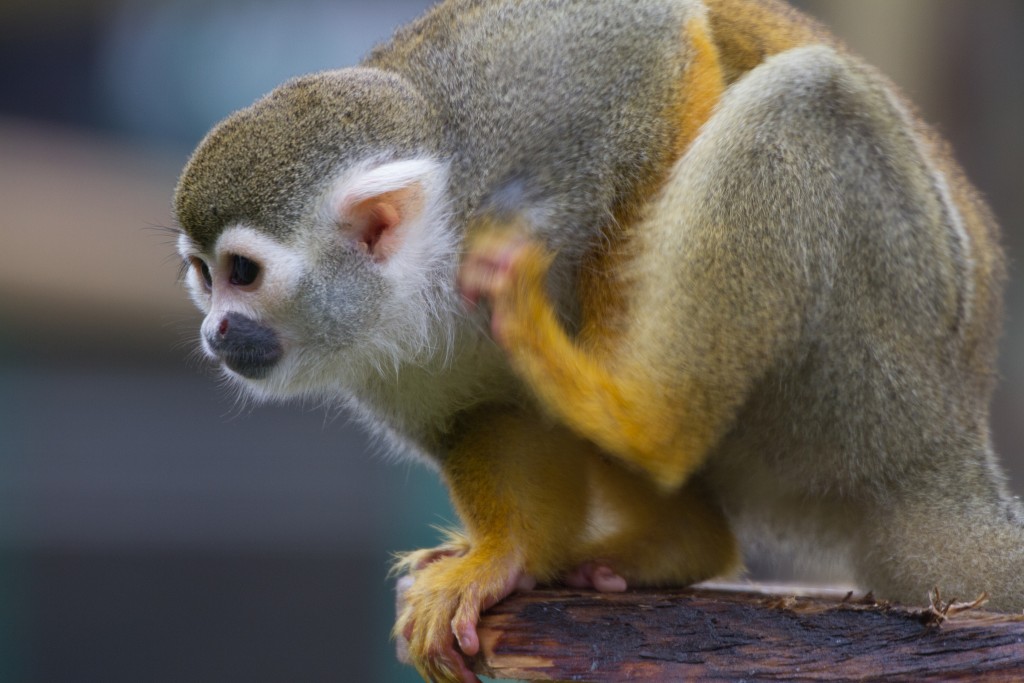Monkey at the Wildlife Conservation Park
