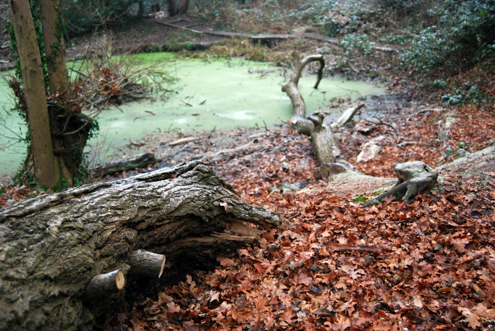 Moseley Bog, Birmingham