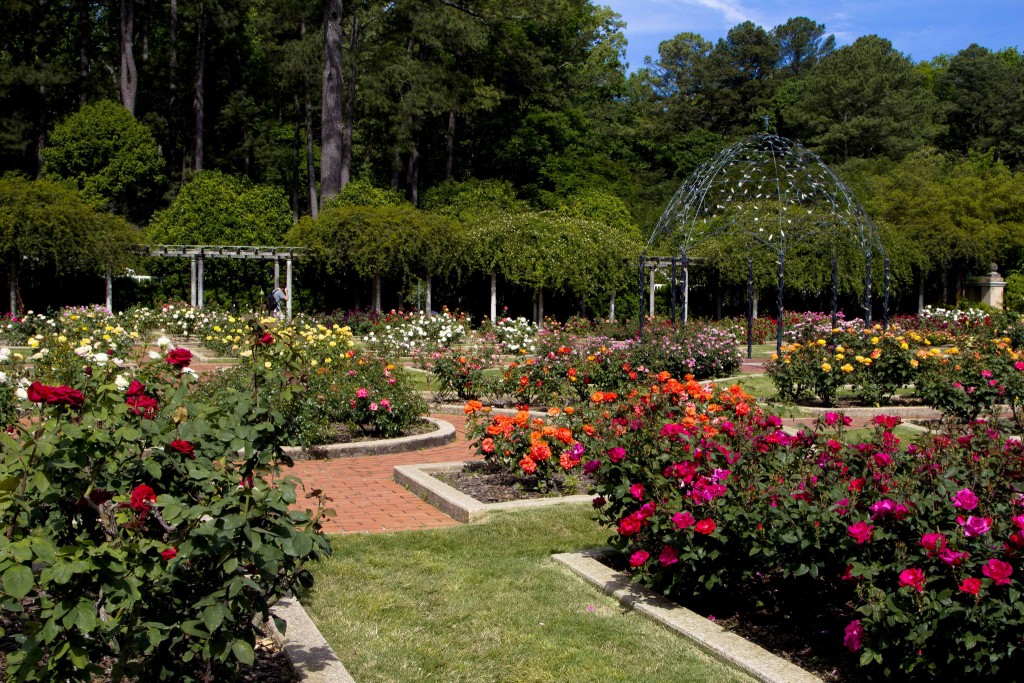 Rose Garden at the Botanical Gardens
