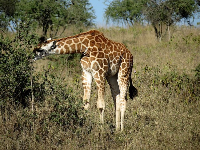 Rothschild giraffe, Kenya | © 58874424@N07 / Flickr