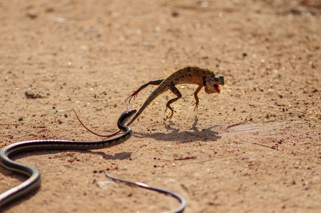 Sajith Buddikha Withanage, lizard versus snake in Yala National Park, Sri Lanka