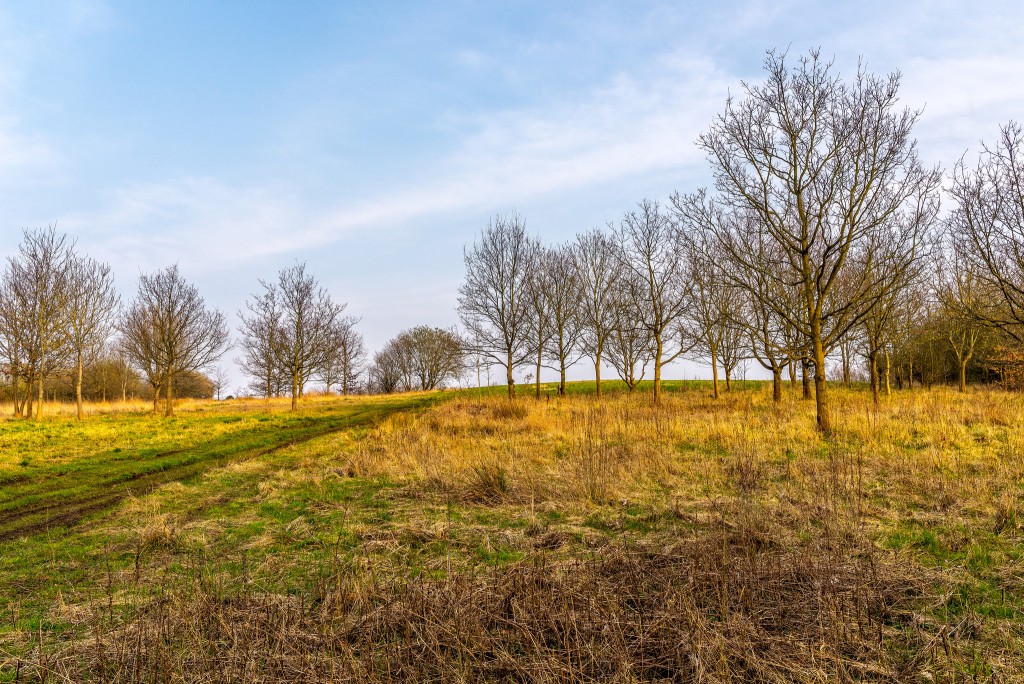 Sandwell Valley trees