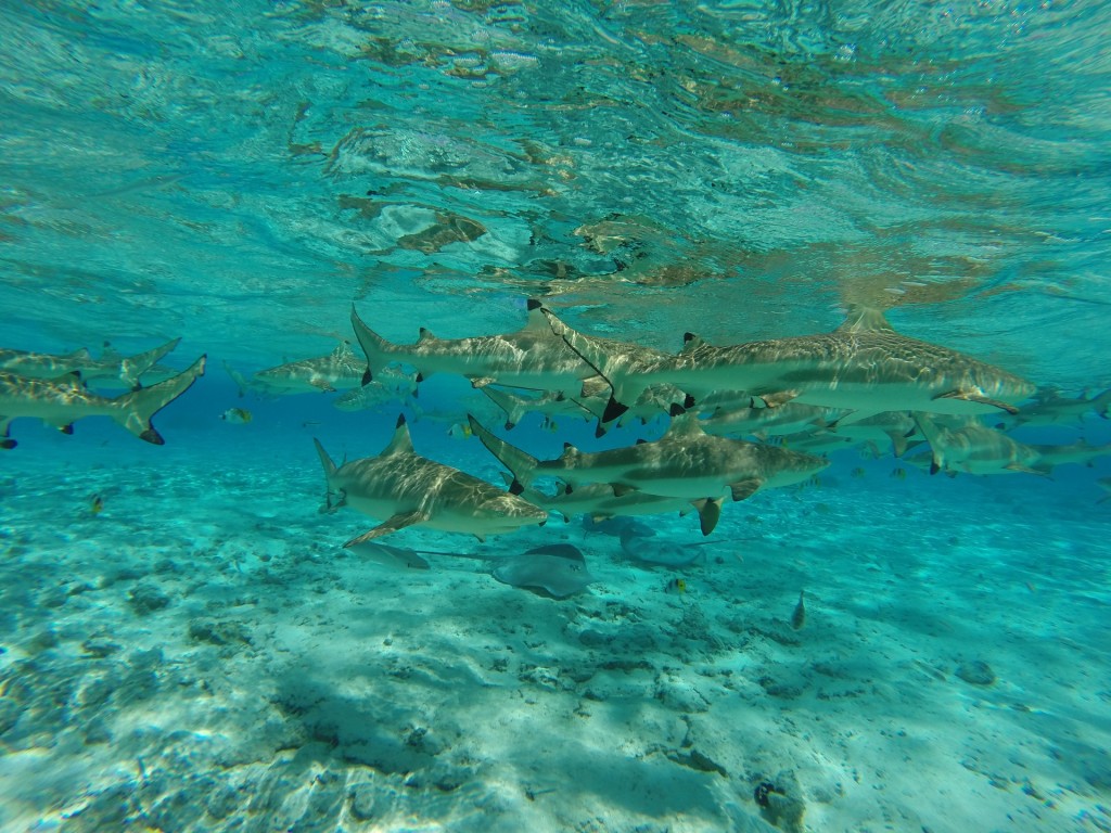 Underwater scene: sharks | Pixabay