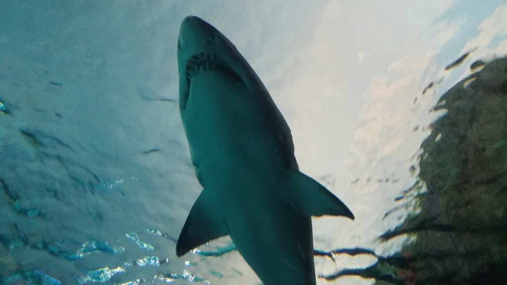 Lookout! Jaws is behind you. | Pixabay
