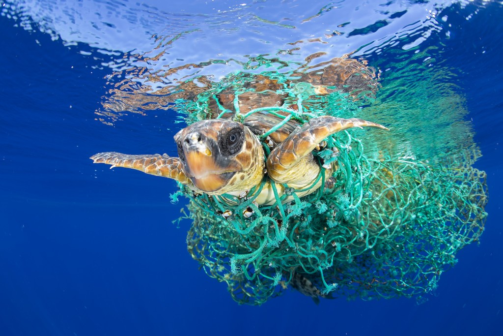 Caretta Caretta Trapped | © Francis Pérez