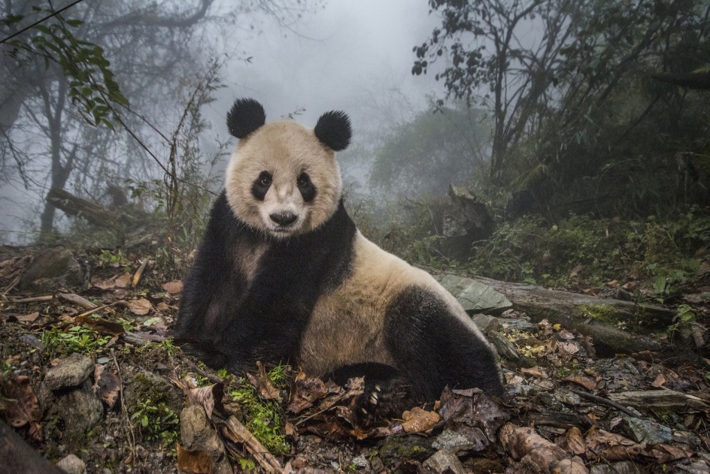 Pandas Gone Wild | © Ami Vitale / 'National Geographic Magazine'
