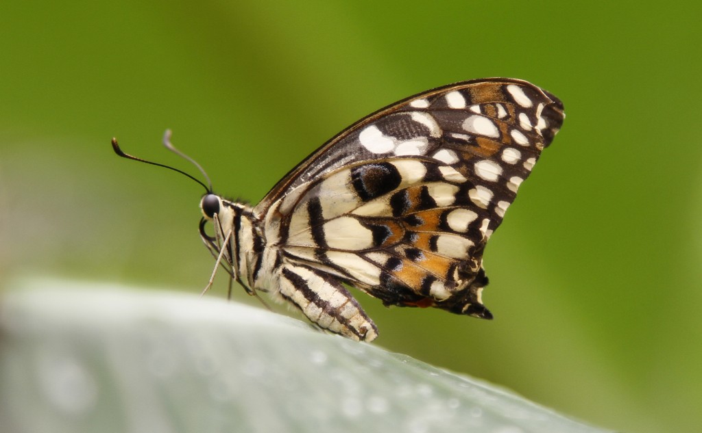 Butterfly Creek Auckland - Lime Swallowtail | © Percita/Flickr