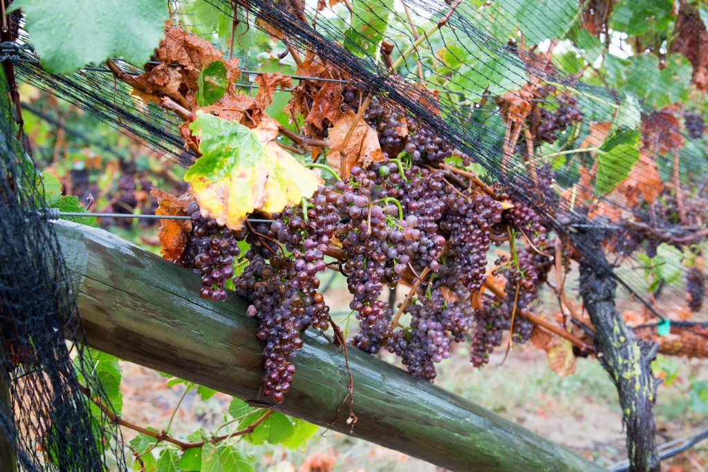 Sileni Estates Winery Grapes | © Norio NAKAYAMA/Flickr