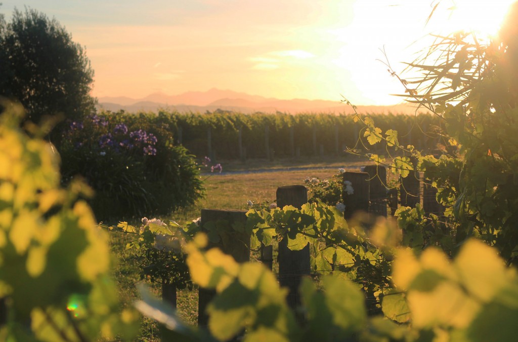 Sauvignon Blanc Vines, Marlborough Region | © Steve Gardner/Flickr