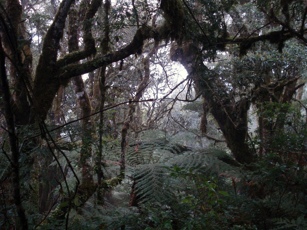 Forest in Amboro | © Ángel M. Felicísimo/Flickr