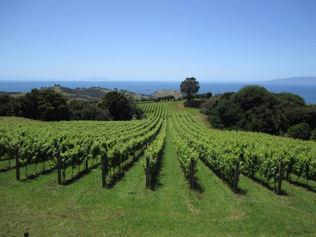 Waiheke Island Vineyards | © portengaround/Flickr