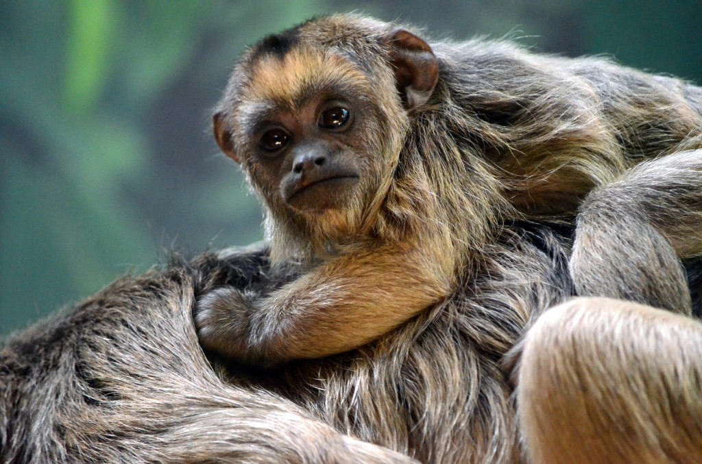 Howler Monkey | © angela n./Flickr