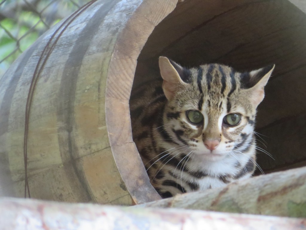 Leopard cats are a rare sight in the wild but can be seen at various conservation centres © Wildlife Alliance