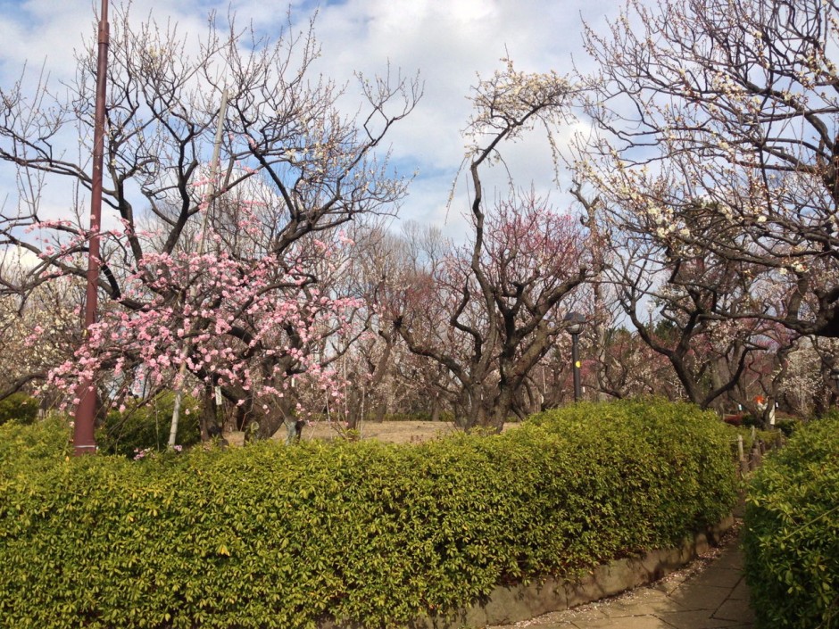 Plum blossoms in Hanegi Park