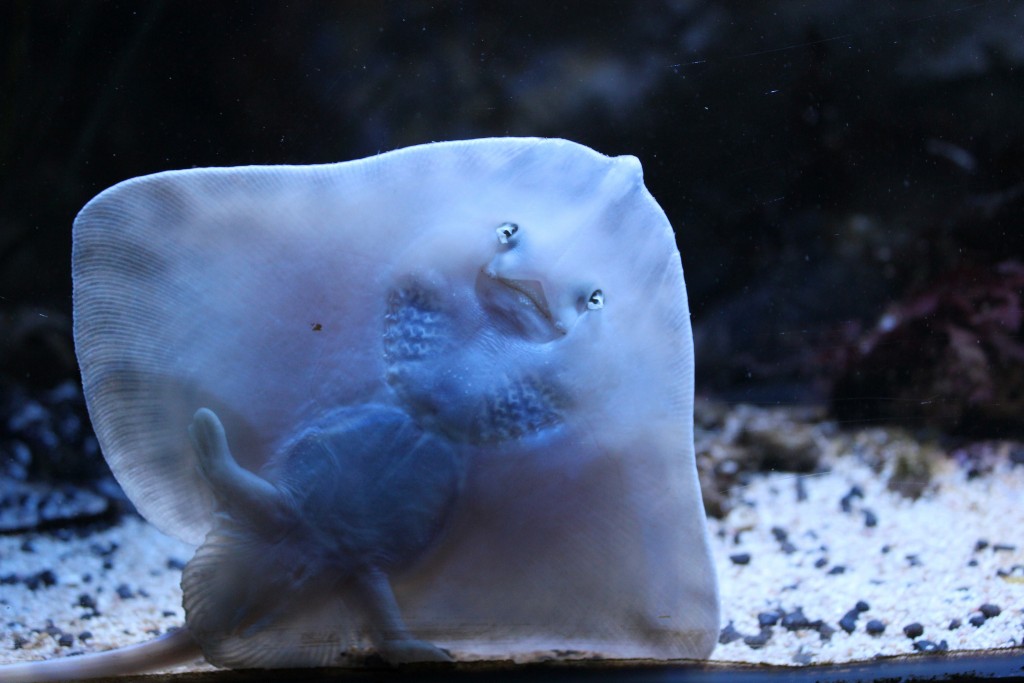 Sealife Centre