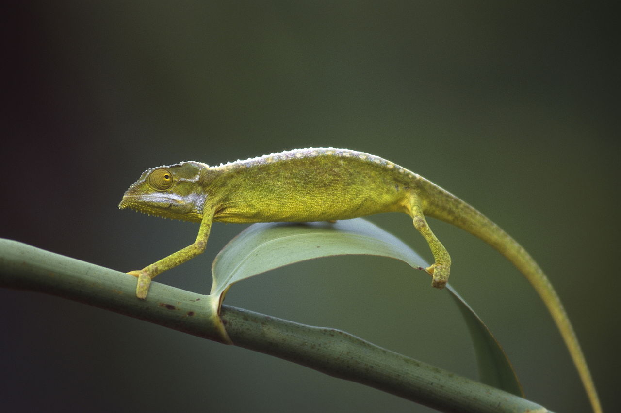 The Seychelles Chameleon | ©Hans Stieglitz/wikimedia commons