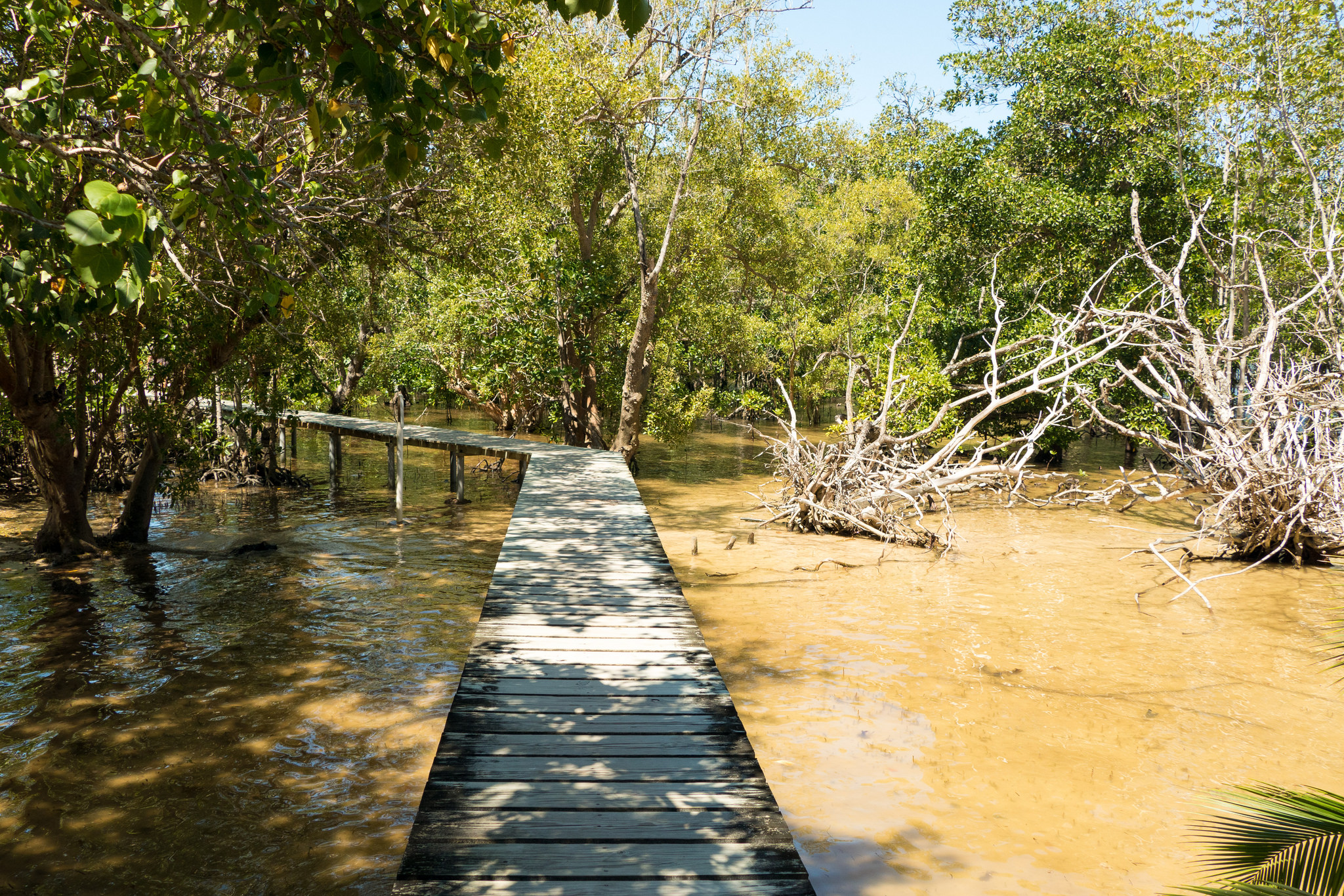 Seychelles Mangroves. | ©So Seychelles/Flickr
