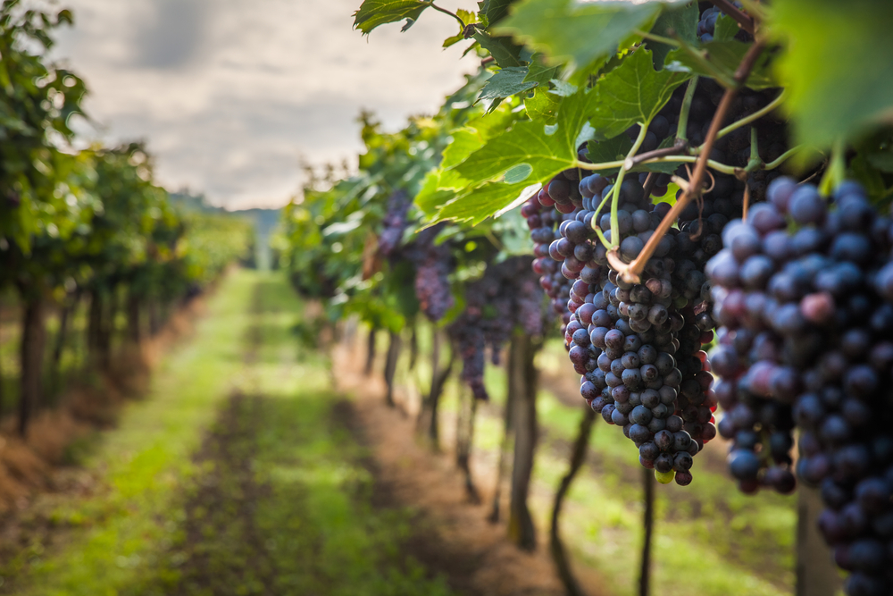 © Lukasz Szwaj / Shutterstock