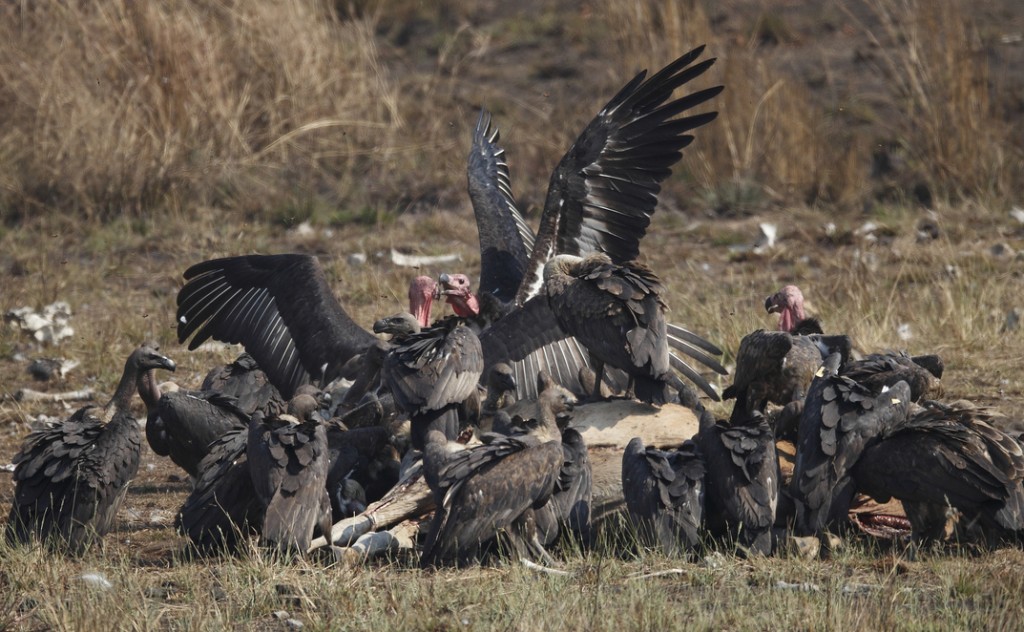 Vultures feeding at Beng Toal Vulture Restaurant s part of one of Sam Veasna Centre's tours © Martin Hale.
