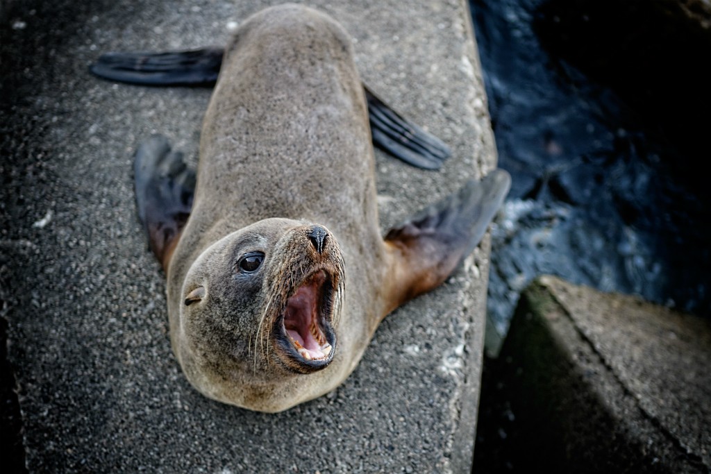 South American fur seal © Marcelo Campi / Flickr