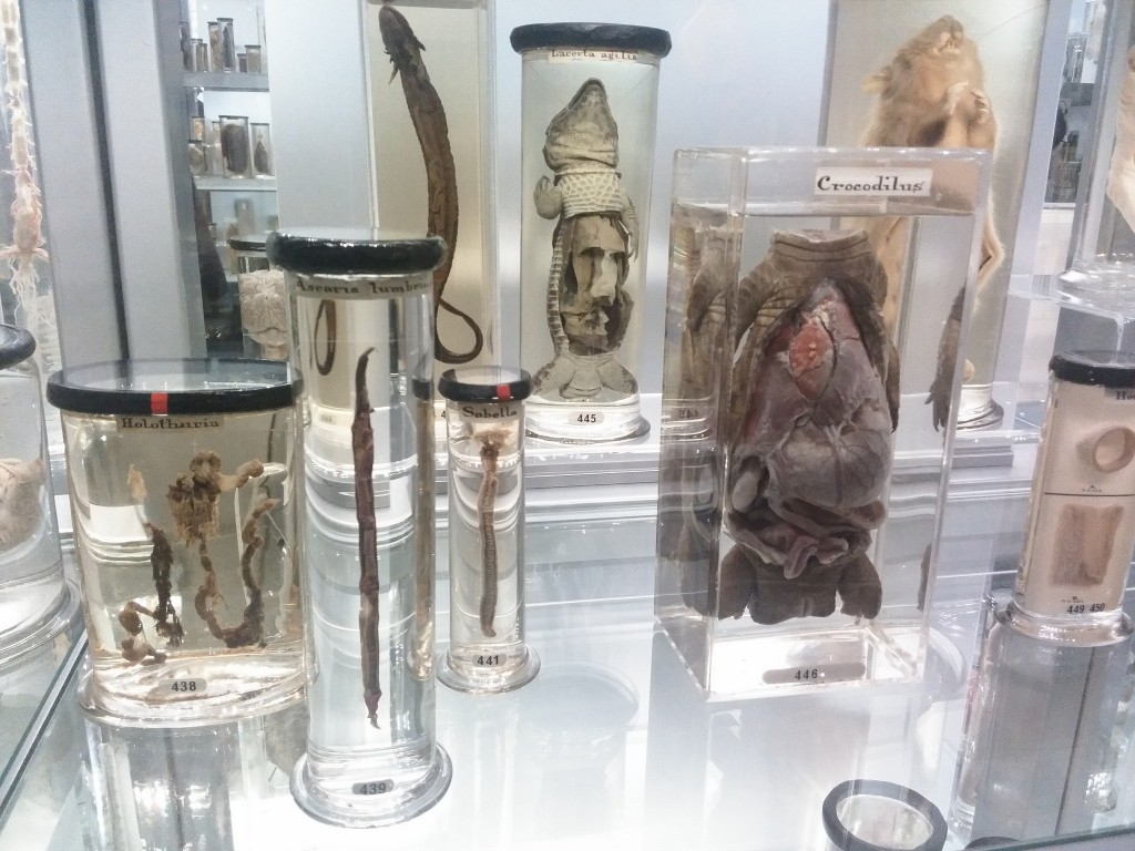 Hunterian Museum | © Dmitry Dzhus