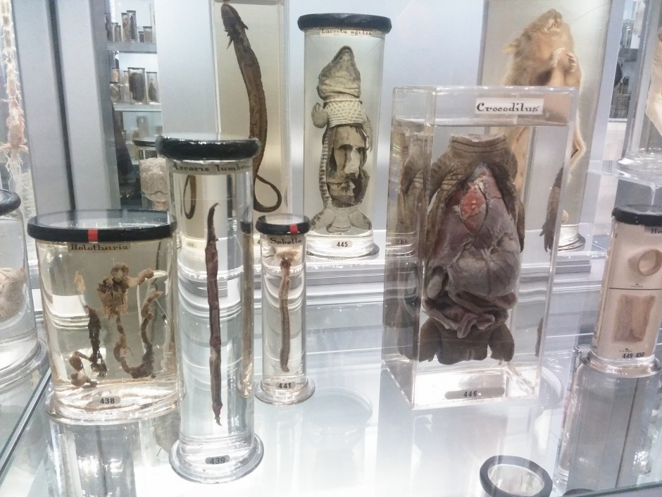 Hunterian Museum