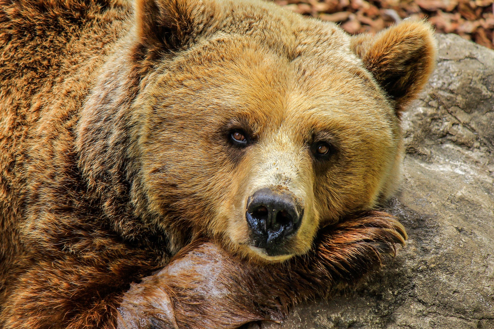 12 Animals That Live in Bulgaria
