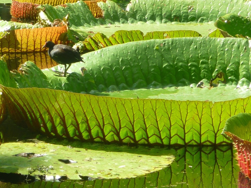 Waterlily|© Courtesy of Mauripix