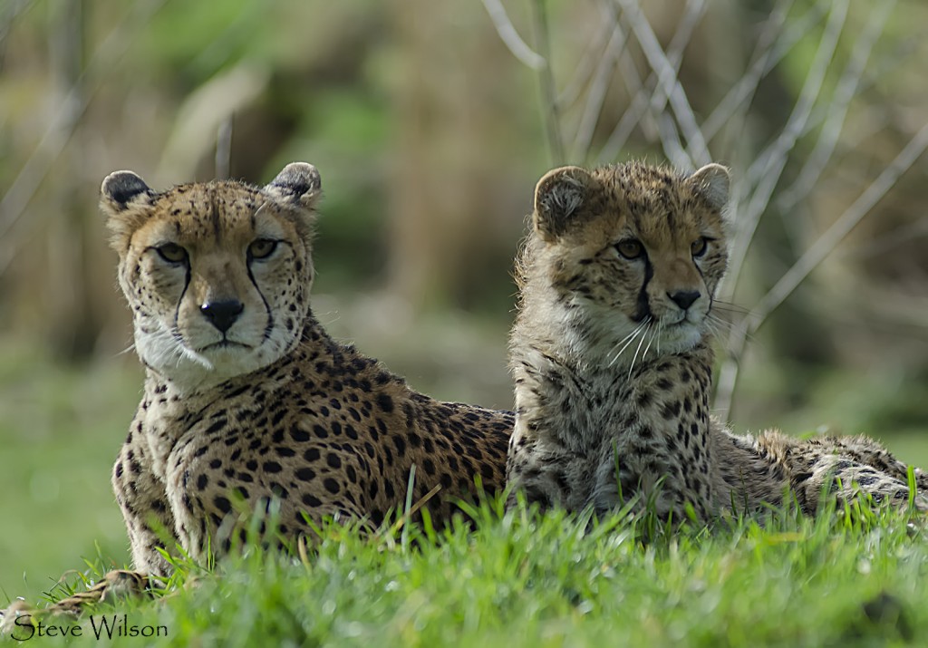 Cheetahs at Chester Zoo