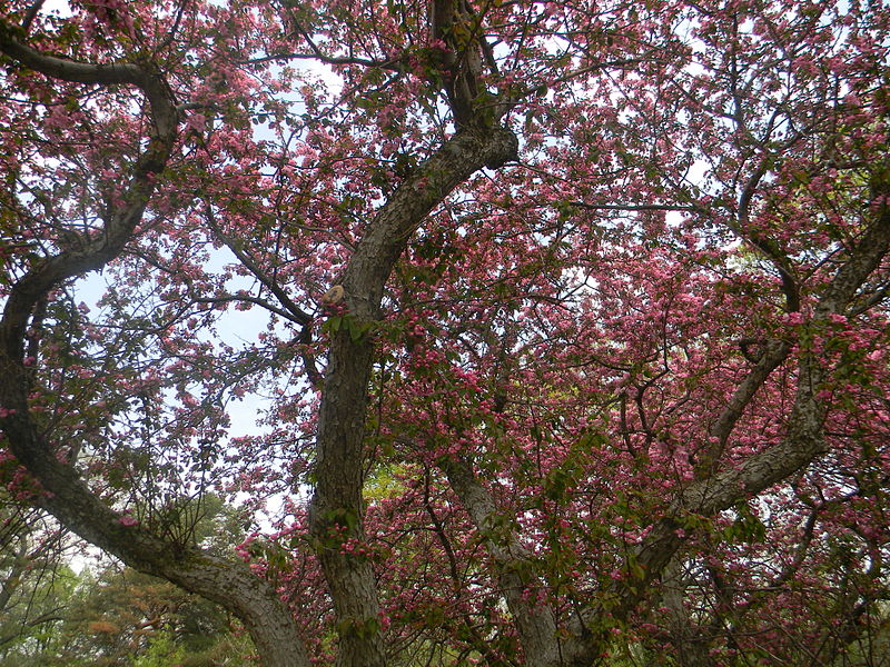 Sakura blossoms in High Park | © Laslovarga / WikiMedia Commons
