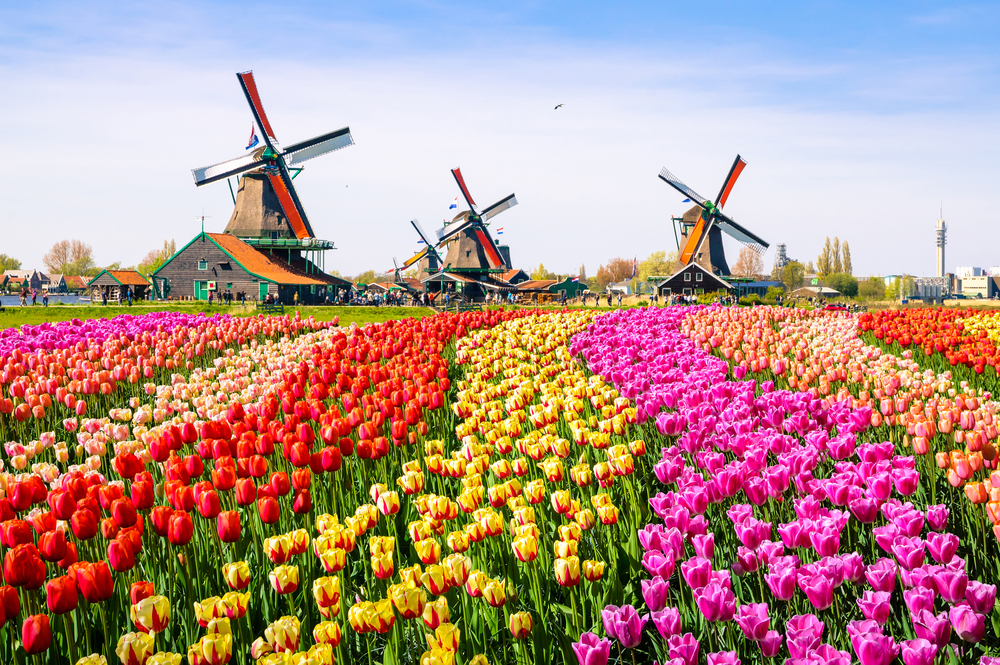 Netherlands Flower Fields | © Olena Z / Shutterstock