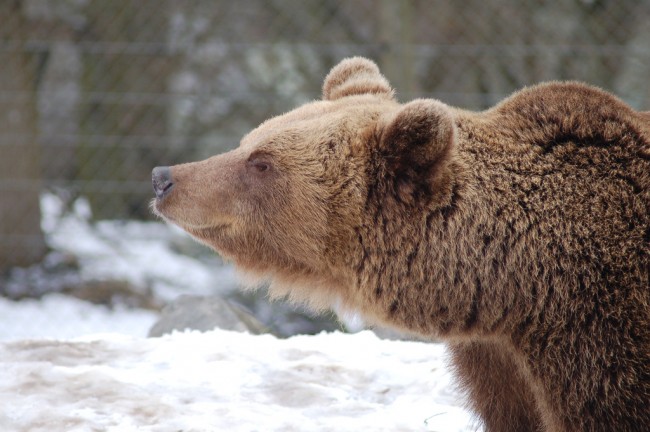 Bears Skansen Stockholm