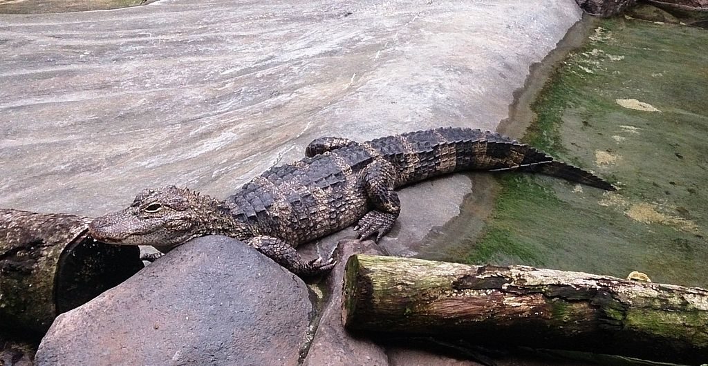 https://commons.wikimedia.org/wiki/File:Crocodile_at_river_safari.jpg