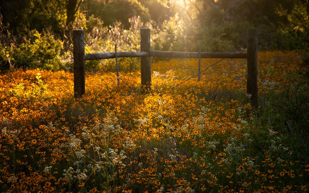 LadyBird Johnson Wildflower Center | © Anne Worner/ Flickr
