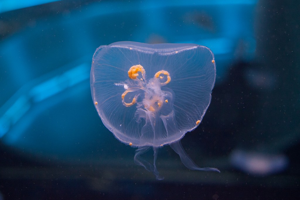 Aquarium Mare Nostrum | © Shayne Fergusson / Flickr
