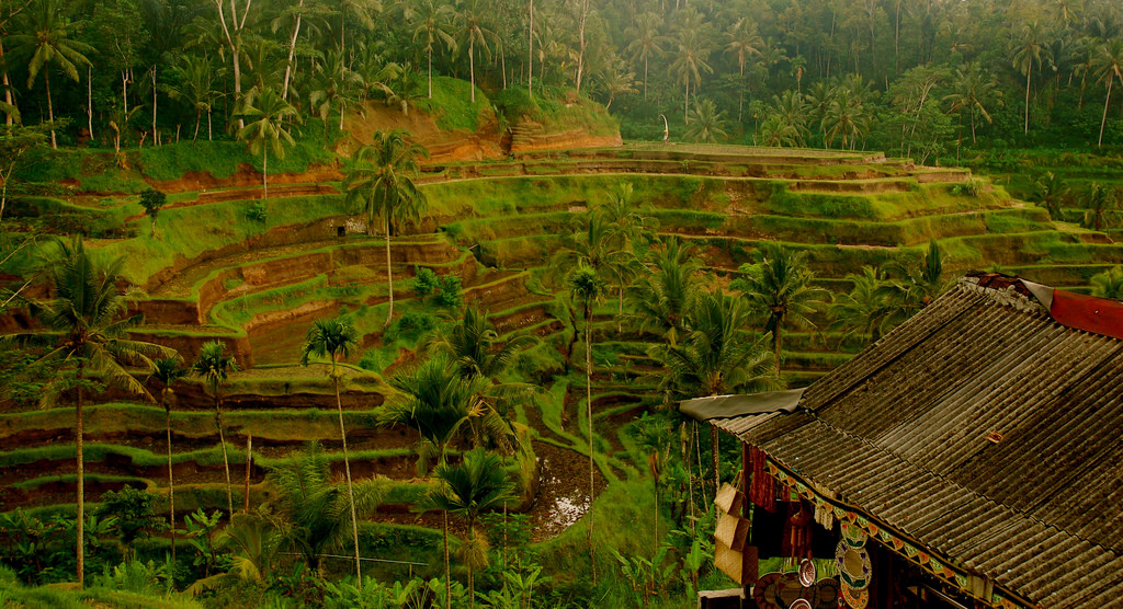 Bali rice terrace