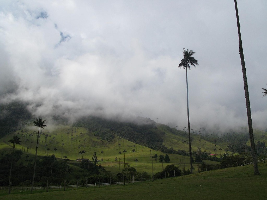 Colombia Cocora Valley © Ben Bowes / Flickr