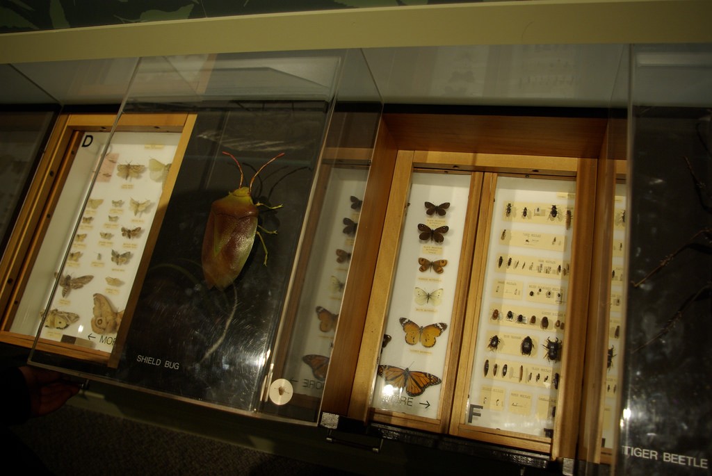 Otago Museum Nature Gallery | © Samuel Mann/Flickr
