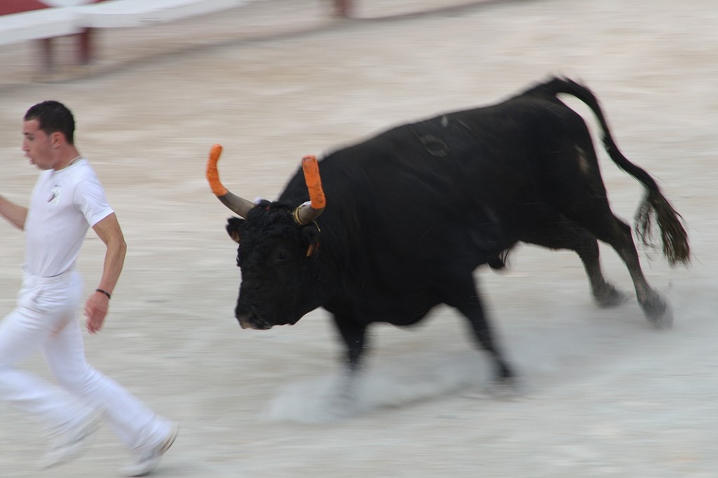 An Introduction to Bullfighting Season in Provence