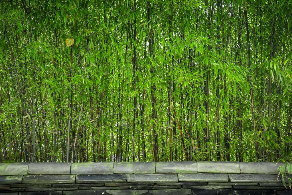 Damyang bamboo | © Jeon Sango / Pixabay