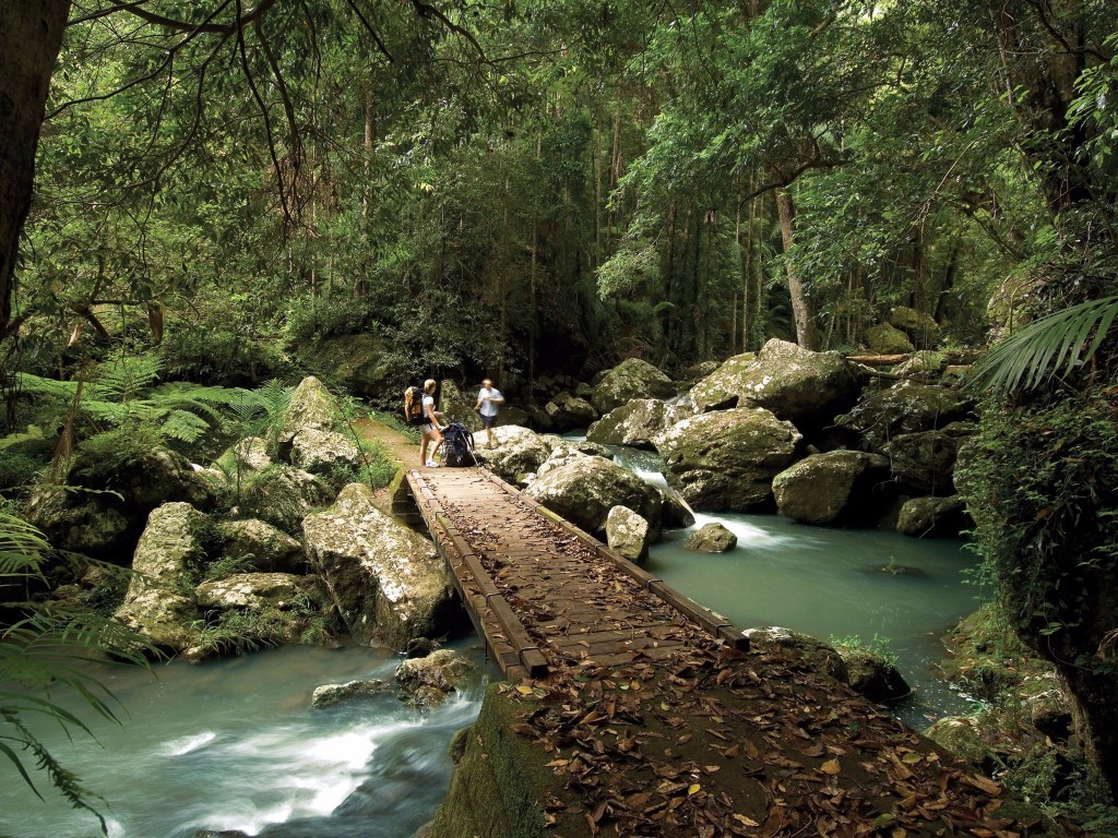 Kondalilla National Park | © Tourism Queensland
